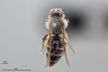 Media type: image;   Entomology 769816 Aspect: habitus dorsal view